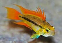 Apist. Cacatuoides Orange med