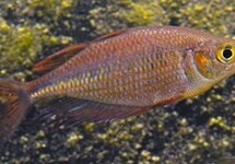 Red Dragon Rainbow m/l