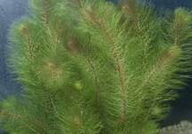 BUNCH MYRIO  RED (Min. 12)