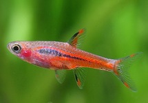 DANIOS & RASBORAS