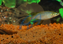 Threadfin Rainbow med