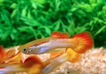 Guppy Male Sunset Flame m/l