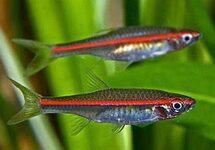 Red Line Rasbora med
