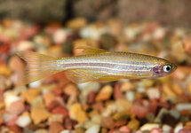 Longfin Gold Zebra Danio med