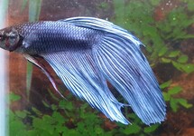 Betta Male lg