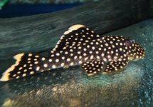 Golden Nugget Plec. L18 m/l