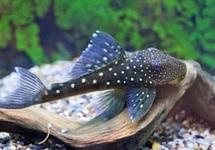 Blue Phantom L128 - 2 inch