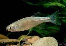 Pearl Danio m/l