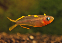 Forktail Blue Eye Rainbow med