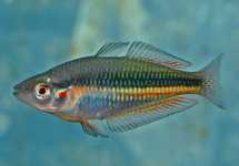 Crimson Spotted Rainbow lg