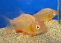 Albino Red Pacu sm
