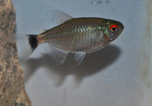 Red Eye Tetra med
