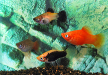 Platy Mix m/l