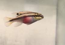 Kribensis Red s/m