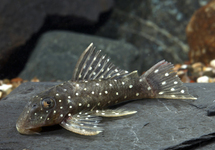 Peppermint Plec. L30 med