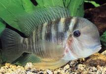 Geoph. Balzanii 1.75 inch