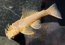 Blue Eye Lemon Ancistrus s/m