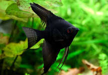 Black Angel XL