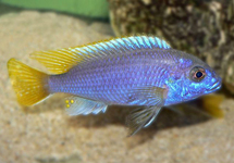 Yellow Tail Acei 1.75 inch