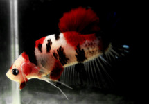 Betta Male Koi lg