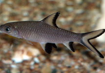 Bala Silver Shark 2.0 inch