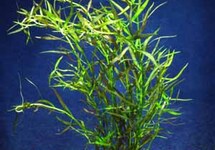 BUNCH LUDWIGIA  NEEDLE LEAF (Min. 12)