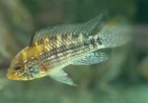 Apist. Alto Tapiche m/l