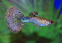 GUPPY