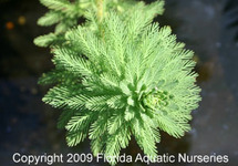 BUNCH PARROT'S FEATHER (Min. 12)