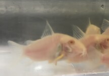 Cor. Sterbai albino m/l