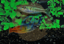 Orange Boesemani Rainbow med