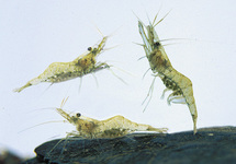 Feeder Ghost Shrimp (Full Box)