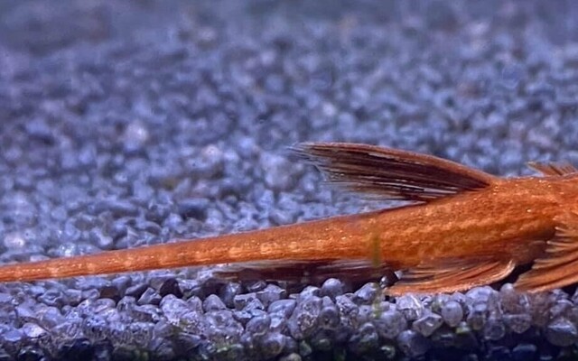 Red Lizard Whiptail cat s/m | Ruinemans Aquarium Inc.