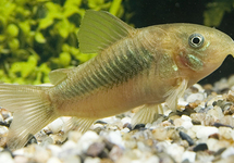 Cor. Green Aeneus s/m