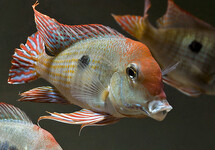 Geo. Red Head Tapajos 1.5 inch