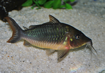 Longfin Brochis xl (Peru)