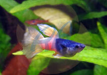 Guppy Male Pingu (Bumble Bee) m/l
