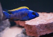 Yellow Blaze Lithobates 4-4.5 inch (Males)