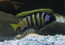 Chailosi Cichlid 2 inch