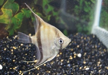 Angel Scalare x Altum xl