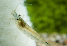 Algae Eating Shrimp lg