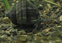 Black Mystery Snails med