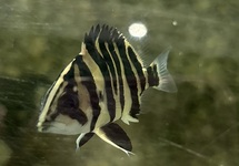 Datnoid Sumatra Tiger 1.25 inch