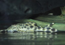 Para Pleco L75 M/L