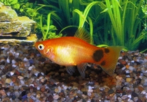 Platy Red Mickey Mouse med