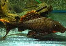 Orange Cheeck Plecostomus L95 3-3.5 inch