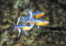 Blue black blue eye rainbow med