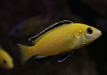 Yellow Labs 1.75 inch