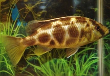 Venustus 2-2.5 inch