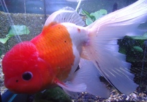 Oranda Fantail mix 2.0-2.5 inch